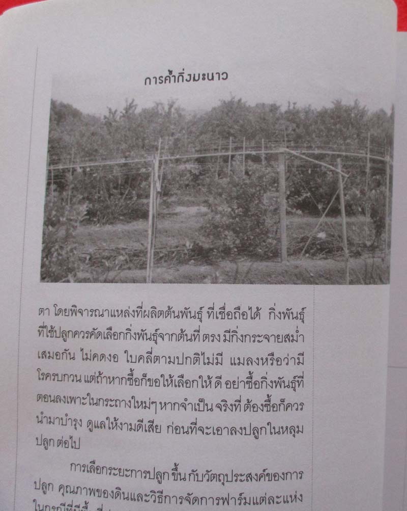  	 หนังสือ คู่มือการปลูกมะนาวนอกฤดู