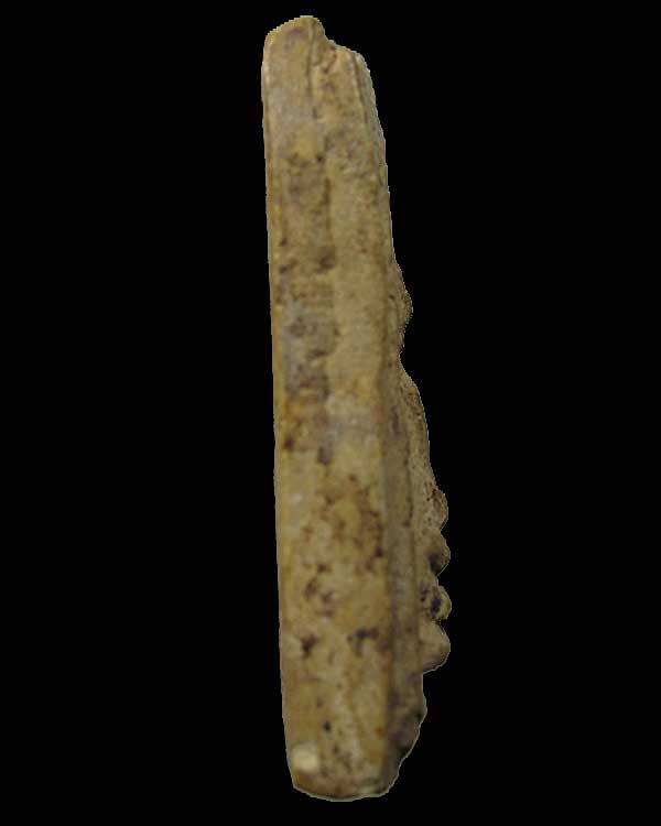 พระมงคลมหาลาภนาคปรกหลังยันต์ คุณแม่บุญเรือน โตงบุญเติม 2499 