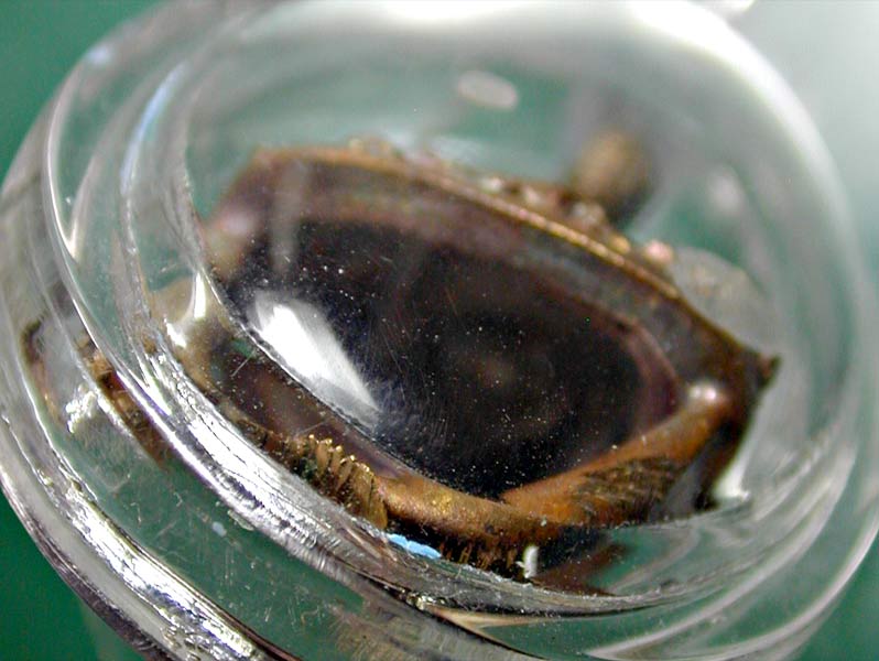 รูปหล่อ7รอบฐานปลา หลวงพ่อบัวเกตุตัดแบ่งจากช่อ พร้อมเลี่ยมบูชา ........เคาะเดียวแดง  