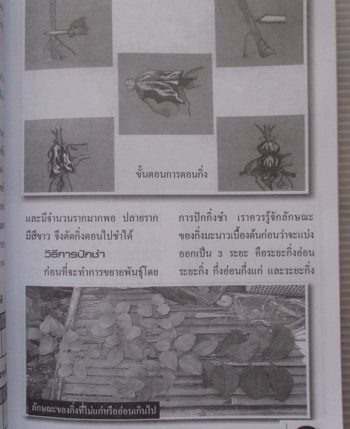 หนังสือ เทคนิคการปลูกมะนาวเชิงการค้า