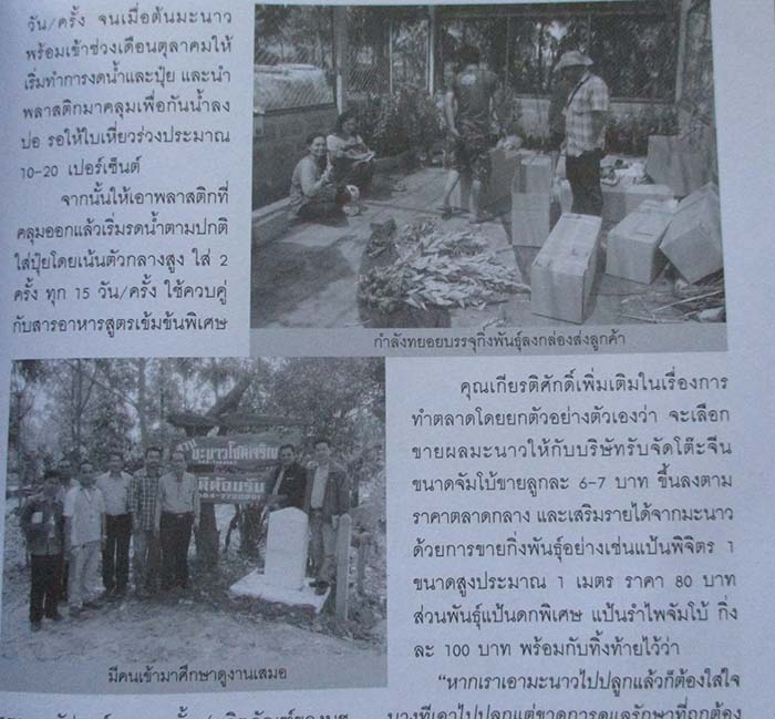 หนังสือ 20เทคนิคสวนมะนาว