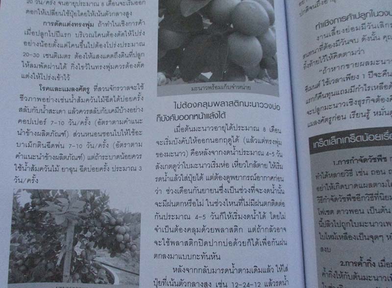 หนังสือ 20เทคนิคสวนมะนาว