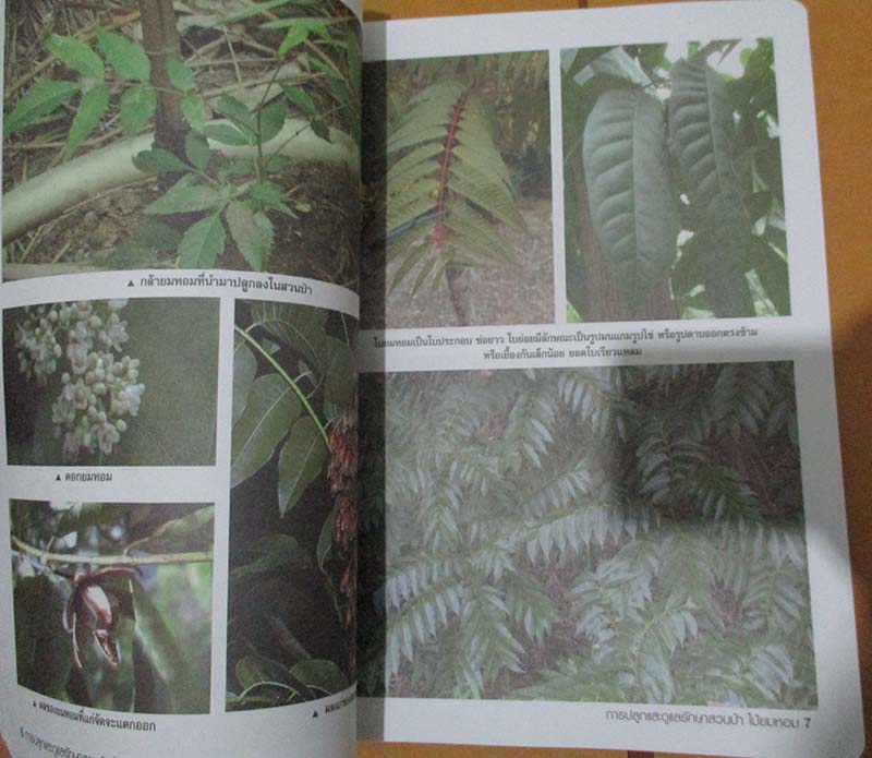  	 หนังสือ การปลูกและดูแลรักษาสวนป่า ไม้ยมหอมไม้เศรษฐกิจสร้างเงินล้าน
