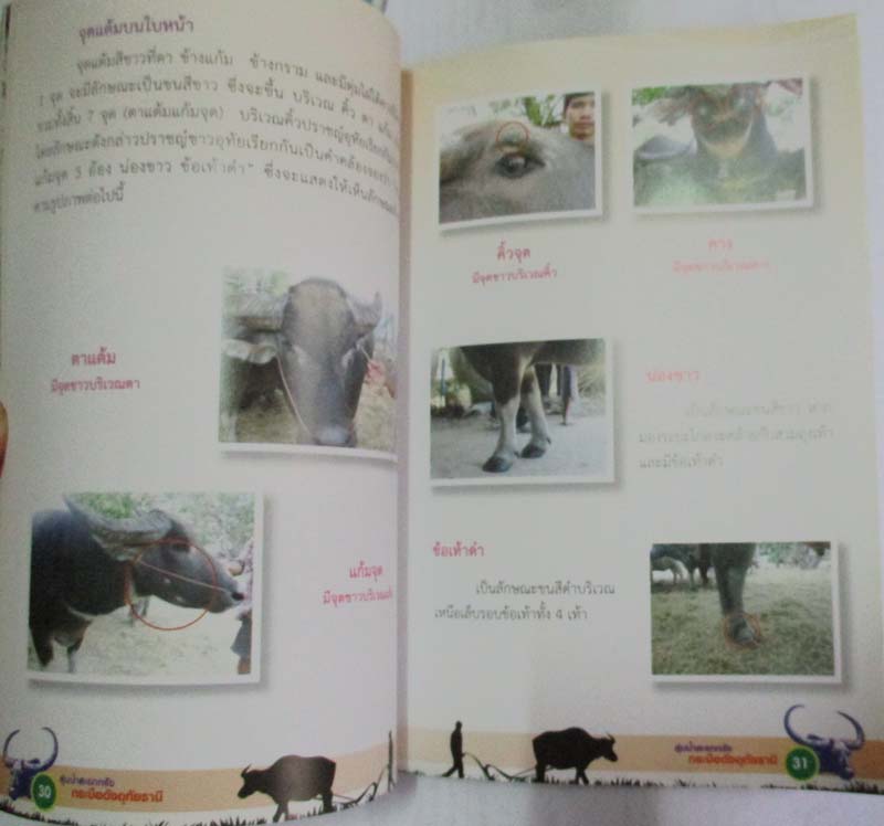 หนังสือ ลุ่มน้ำสะแกกรังกระบือดังอุทัยธานี