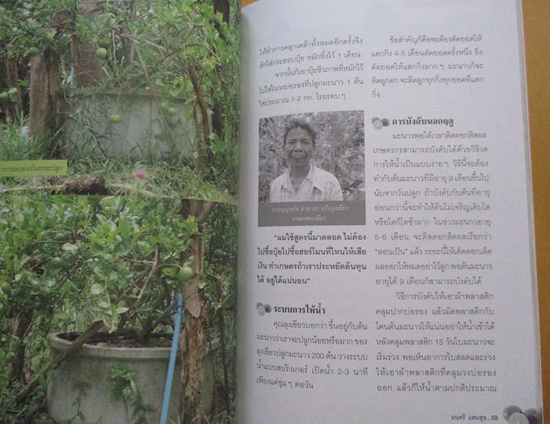  	 หนังสือมะนาวต้นทุนต่ำ