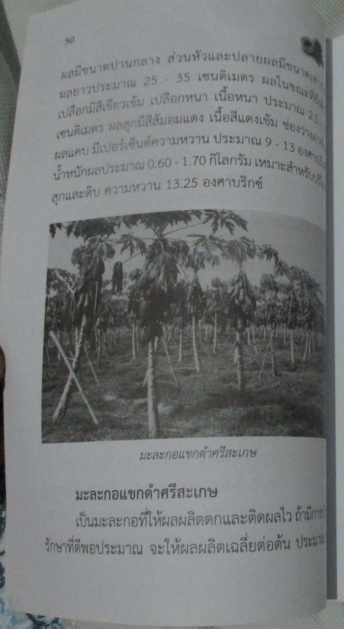  	 หนังสือ มะละกอ ปลูกง่ายกำไรงาม