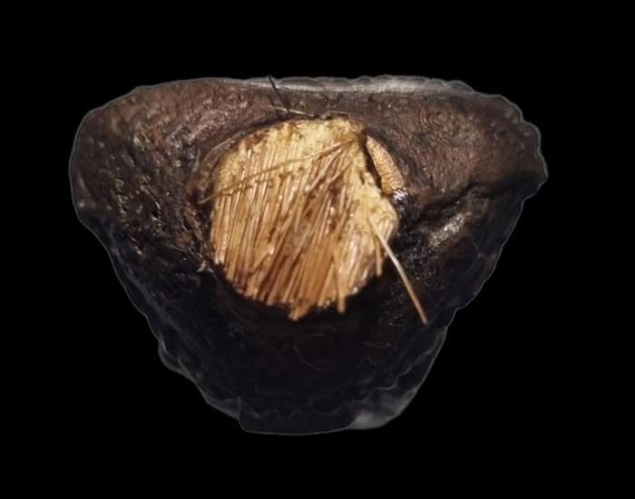 รูปหล่อโบราณรุ่นแรก เนื้อนวะขอมโบราณพันปี หลวงปู่กาหลง เขี้ยวแก้ว วัดเขาแหลม จ.สระแก้ว ปี 2549