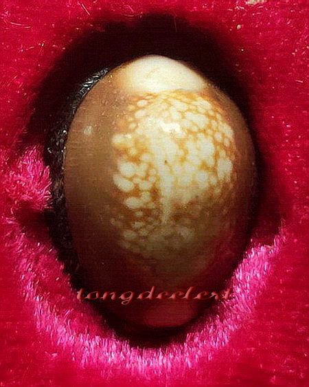 เบี้ยแก้ตะกรุดเงิน หลวงพ่อเกษม เขมโก สำนักสุสานไตรลักษณ์ จ.ลำปาง