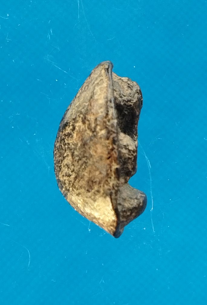 " เคาะเดียว " พระปิดตา เนื้อว่าน คลุกรัก 