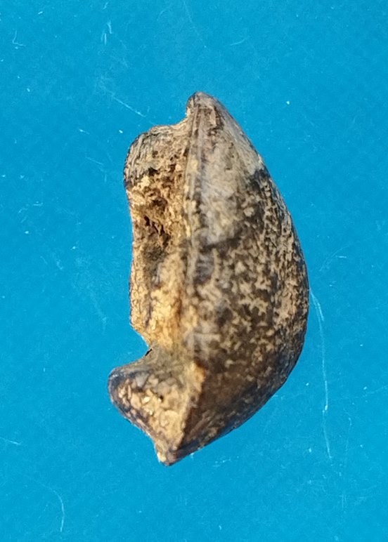 " เคาะเดียว " พระปิดตา เนื้อว่าน คลุกรัก 