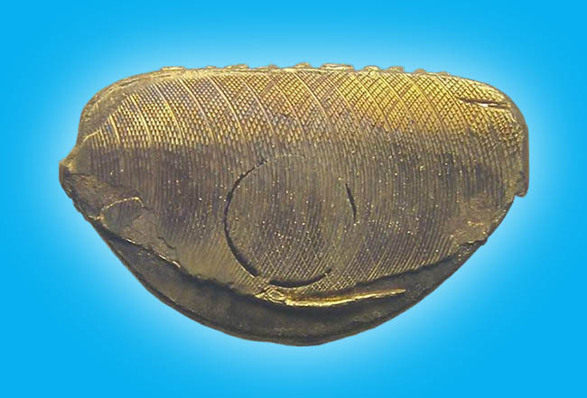 รูปเหมือนปั๊มรุ่นแรกอุดกริ่ง เนื้อฝาบาตรกะหลั่ยทอง พระอาจารย์ดิเรก วัดหนองทราย สุพรรณบุรี 