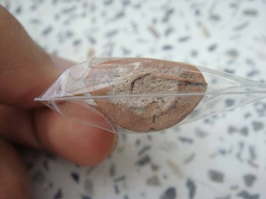 2. กุมาร เสาร์5 เนื้อดินเผา หลวงปู่แผ้ว