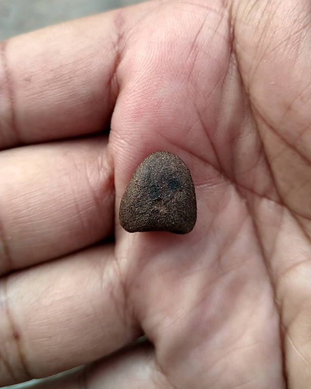 ปิดตาหลวงพ่อปาน วัดเครือวัลย์ ชลบุรี พิมพ์เล็กหลังเบี้ย สูง 1.3 ซ.ม. ผสมผงเก่า ลพ.แก้ว ปี 250กว่า