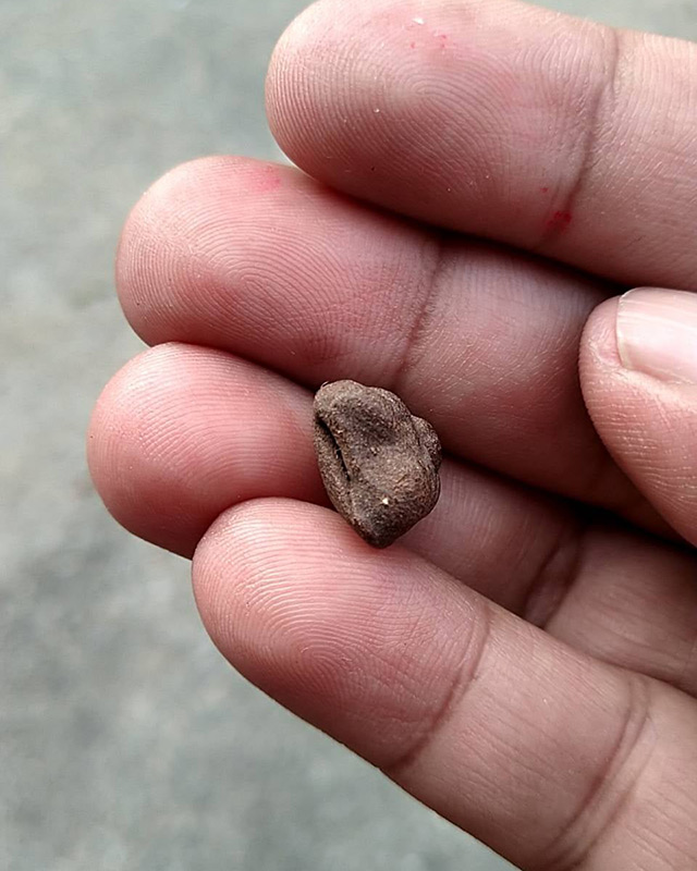 ปิดตาหลวงพ่อปาน วัดเครือวัลย์ ชลบุรี พิมพ์เล็กหลังเบี้ย สูง 1.3 ซ.ม. ผสมผงเก่า ลพ.แก้ว ปี 250กว่า