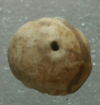 พระสมเด็จม้วน เจาะรู ไม่ทราบที่ 