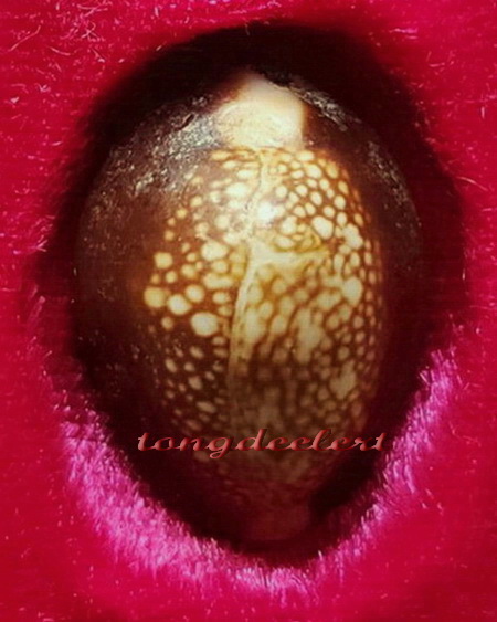 เบี้ยแก้ตะกรุดเงิน หลวงพ่อเกษม เขมโก สำนักสุสานไตรลักษณ์ จ.ลำปาง