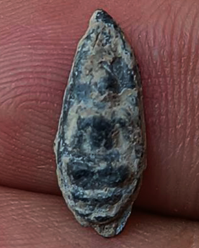 3.พระพิจิตรเม็ดข้าวเม่า เนื้อชิน แตกกรุปี 2555 วัดดงยาง ต.บ่อทอง อ.บางระกำ จ.พิษณุโลก และนำเข้าพิธีพ