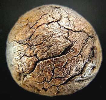 *ลูกอมว่านจำปาสัก(ศักดิ์)*