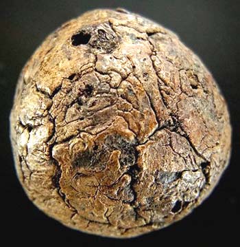 *ลูกอมว่านจำปาสัก(ศักดิ์)*