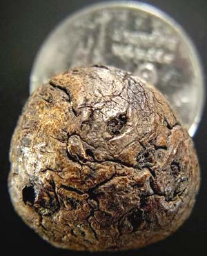 *ลูกอมว่านจำปาสัก(ศักดิ์)*