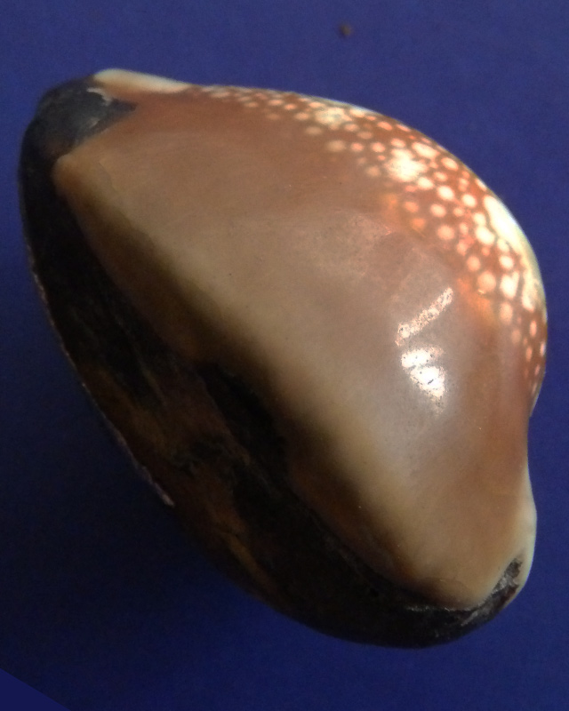 เบี้ยแก้หลวงพ่อนุ่ม วัดนางใน จ.อ่างทอง ยาว 3.7 ซ.ม.