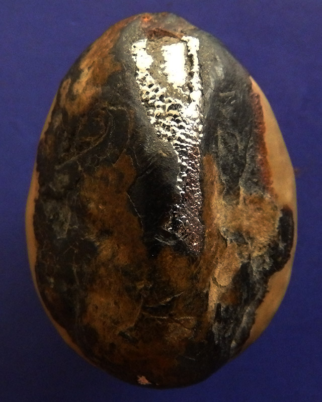 เบี้ยแก้หลวงพ่อนุ่ม วัดนางใน จ.อ่างทอง ยาว 3.7 ซ.ม.