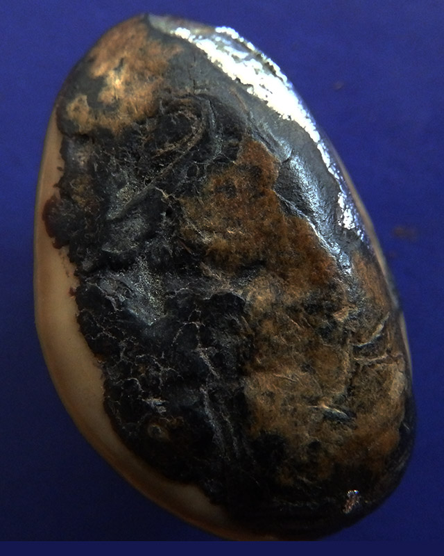 เบี้ยแก้หลวงพ่อนุ่ม วัดนางใน จ.อ่างทอง ยาว 3.7 ซ.ม.