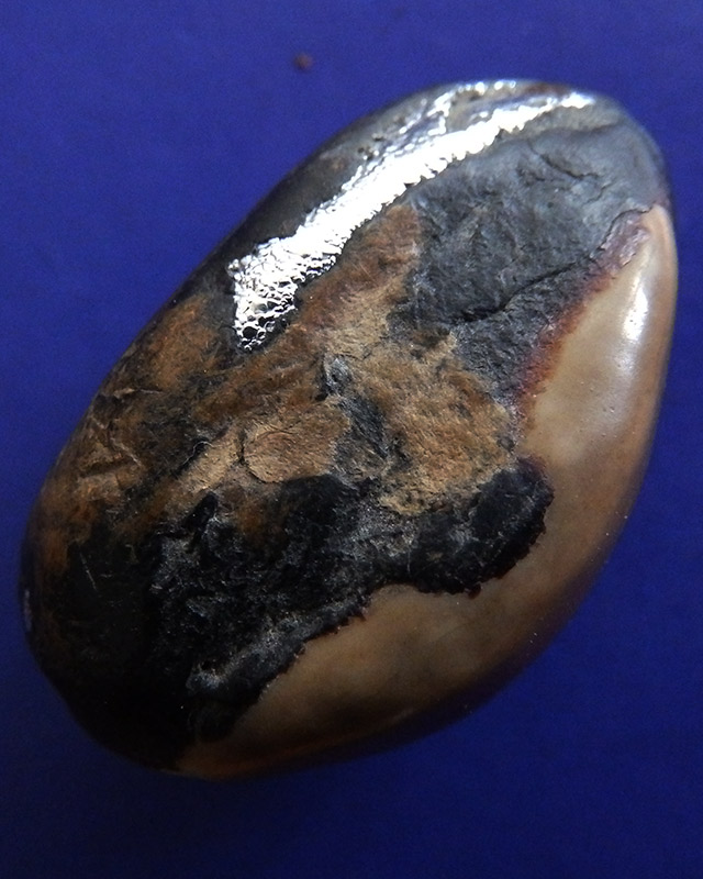 เบี้ยแก้หลวงพ่อนุ่ม วัดนางใน จ.อ่างทอง ยาว 3.7 ซ.ม.