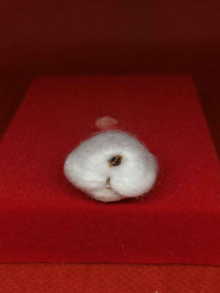 พญาเต่ามหาลาภ พระอาจารย์พีระ วัดสันป่าตาล ลำพูน