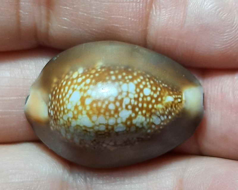 เบี้ยแก้ หลวงพ่อนุ่ม วัดนางใน