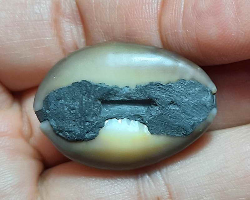 เบี้ยแก้ หลวงพ่อนุ่ม วัดนางใน