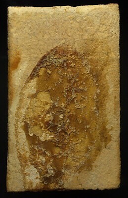 พระวัดเกาะกลอย  พิมพ์สมเด็จจัมโบ้ (เนื้อผง) ปี2514  จ.ระยอง หลวงปู่ทิมวัดละหารไร่เสก