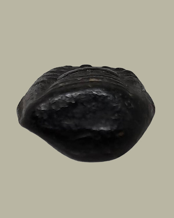 พระคง หลวงปู่พริ้ง วัดบางปะกอก กทม.พิมพ์ใหญ่ เนื้อผงคลุกรัก