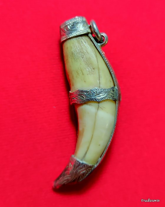 เครื่องรางเขี้ยวเสือดาว เก่าๆเลี่ยมเงินแท้