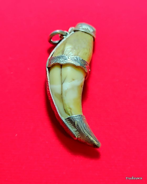 เครื่องรางเขี้ยวเสือดาว เก่าๆเลี่ยมเงินแท้