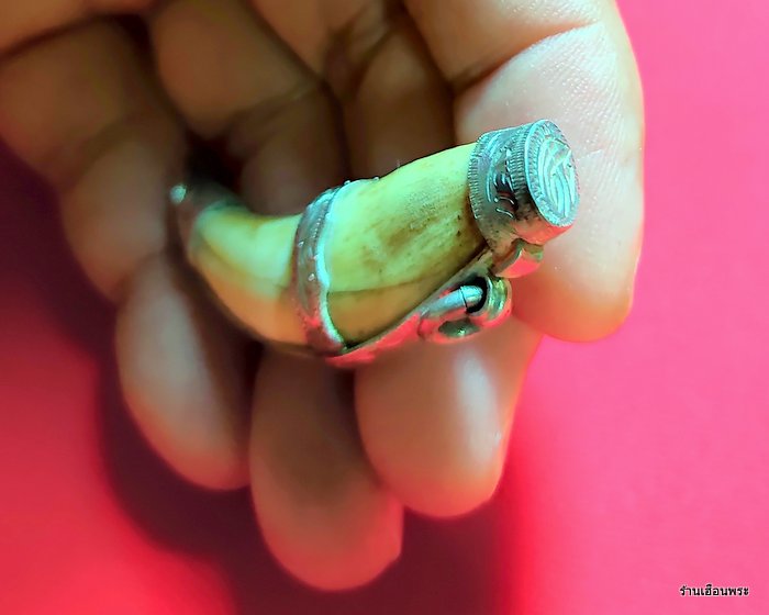 เครื่องรางเขี้ยวเสือดาว เก่าๆเลี่ยมเงินแท้