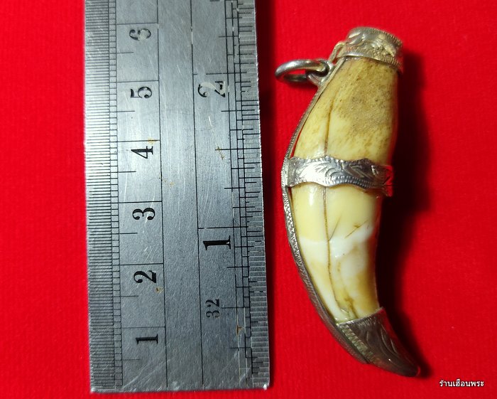 เครื่องรางเขี้ยวเสือดาว เก่าๆเลี่ยมเงินแท้