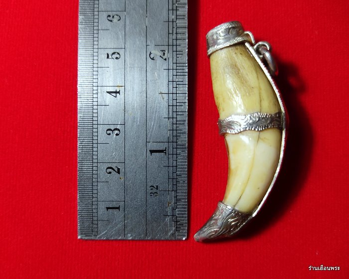 เครื่องรางเขี้ยวเสือดาว เก่าๆเลี่ยมเงินแท้