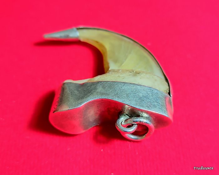 เครื่องราง เล็บเสือโคร่งเก่าๆ เลี่ยมเงินสวยแท้ๆ