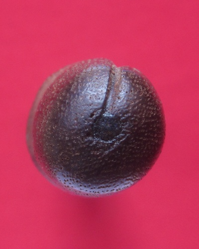 ปลัดขิกวาวกะมอล  หลวงปู่ดา  สุวณฺโณ  วัดอุดมพร  จ.สุรินทร์ ( เจ้าตำรับปลัดขิกว่ายน้ำได้)