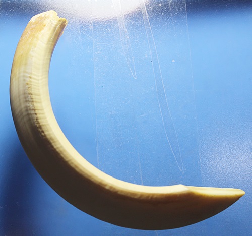 A665 เขี้ยวหมู ขนาดใหญ่ ยาว 5 นิ้ว สภาพสมบูรณ์ ตามรูปครับ