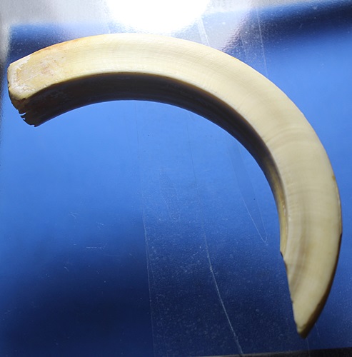 A665 เขี้ยวหมู ขนาดใหญ่ ยาว 5 นิ้ว สภาพสมบูรณ์ ตามรูปครับ