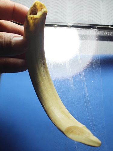 A665 เขี้ยวหมู ขนาดใหญ่ ยาว 5 นิ้ว สภาพสมบูรณ์ ตามรูปครับ