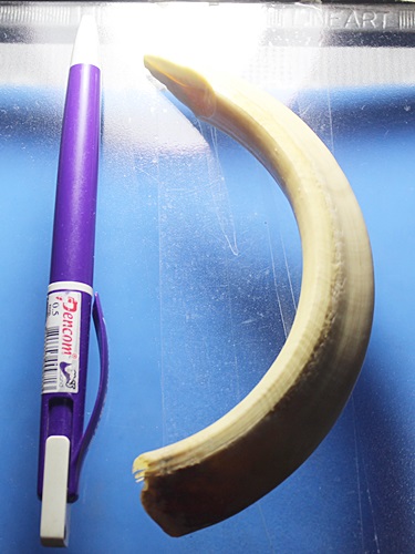 A665 เขี้ยวหมู ขนาดใหญ่ ยาว 5 นิ้ว สภาพสมบูรณ์ ตามรูปครับ