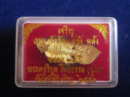 ปลากัด หลวงพ่อน่วม วัดโพธิ์ศรีเจริญ จ.สุพรรณบุรี สภาพสวย หางโบก นิยม