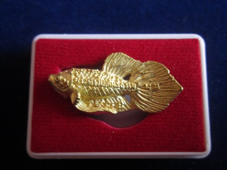 ปลากัด หลวงพ่อน่วม วัดโพธิ์ศรีเจริญ จ.สุพรรณบุรี สภาพสวย หางโบก นิยม