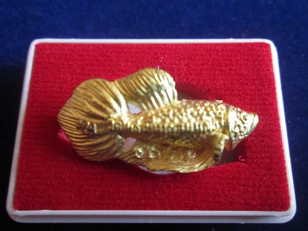 ปลากัด หลวงพ่อน่วม วัดโพธิ์ศรีเจริญ จ.สุพรรณบุรี สภาพสวย หางโบก นิยม