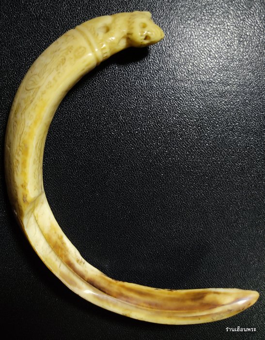 เขี้ยวหมูป่าตัน แกะเสือ หลวงพ่อไสว วัดปรีคาราม จ.นครปฐม 