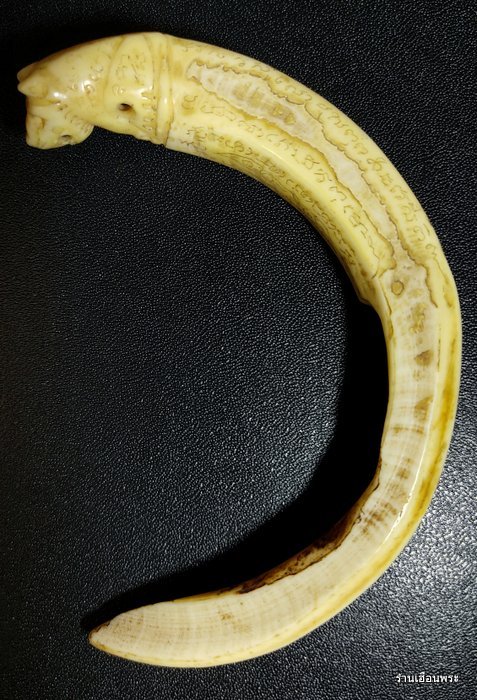 เขี้ยวหมูป่าตัน แกะเสือ หลวงพ่อไสว วัดปรีคาราม จ.นครปฐม 