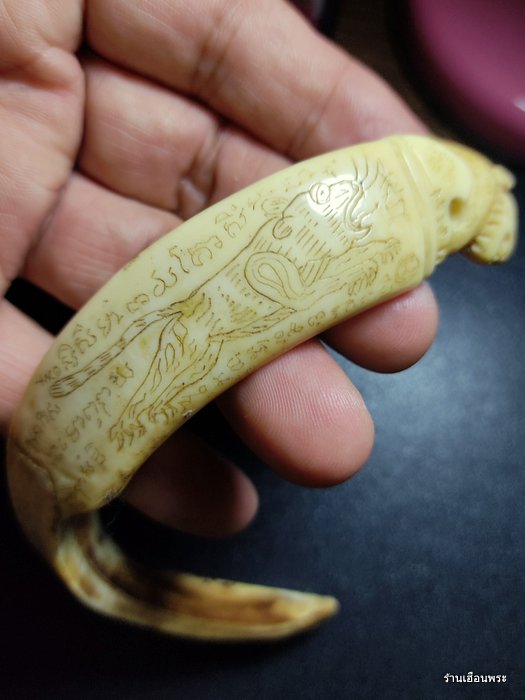 เขี้ยวหมูป่าตัน แกะเสือ หลวงพ่อไสว วัดปรีคาราม จ.นครปฐม 